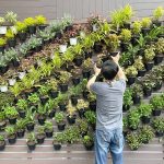 Berbagai Keuntungan dan Tips Memiliki Kebun Vertikal yang Indah