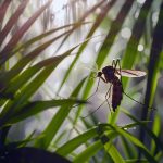 Tips Membuat Tempat Duduk Outdoor Anti Nyamuk