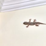 Tips Agar Rumah Anti Cicak: Cara Efektif Mengusir dan Mencegah Cicak di Rumah