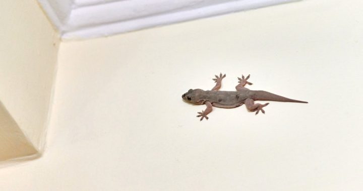 Tips Agar Rumah Anti Cicak: Cara Efektif Mengusir dan Mencegah Cicak di Rumah