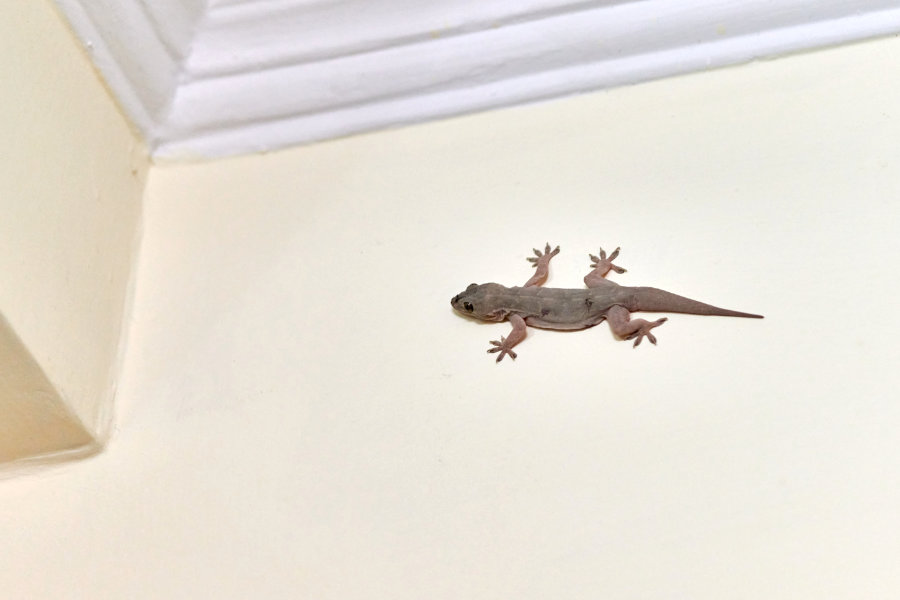 Tips Agar Rumah Anti Cicak: Cara Efektif Mengusir dan Mencegah Cicak di Rumah