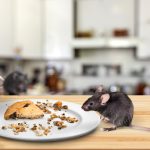 Tips Rumah Anti Tikus: Cara Efektif Mencegah Tikus Masuk ke Rumah