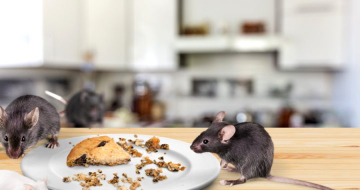 Tips Rumah Anti Tikus: Cara Efektif Mencegah Tikus Masuk ke Rumah