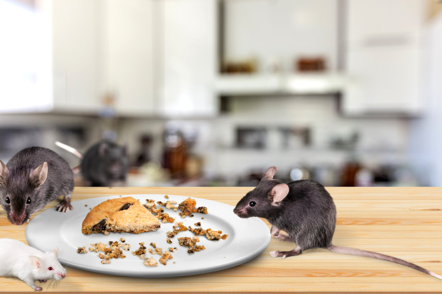Tips Rumah Anti Tikus: Cara Efektif Mencegah Tikus Masuk ke Rumah